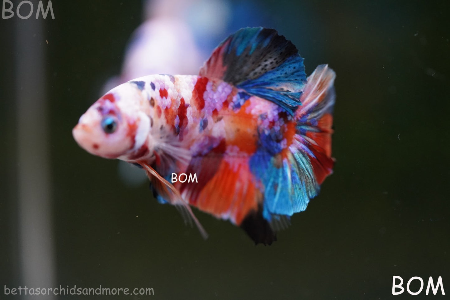 LIVE BETTTA MALE METALLIC MULTICOLOUR HMPK BEAUTIFUL COLOURS | BOM-A282