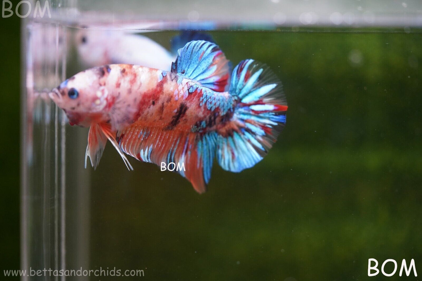 LIVE BETTTA BIG MALE MULTICOLOUR HMPK | BOM-A113
