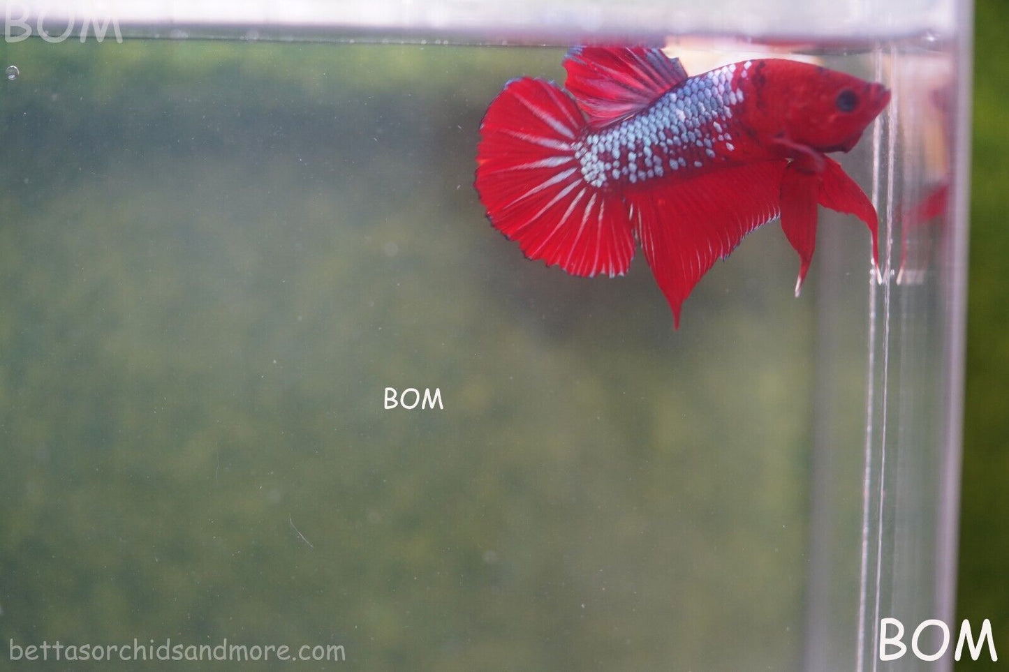 LIVE BETTA HMPK MALE FANCY RED | BOM-A177