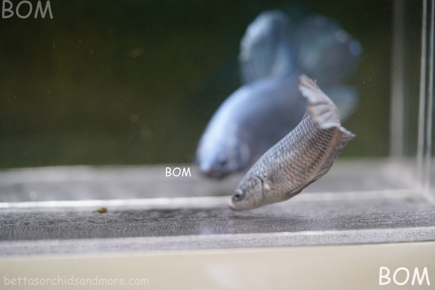LIVE BETTA JUNIOR GIANT FEMALE COPPER | BOM-A317