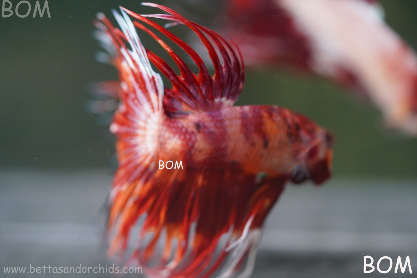 LIVE BETTA MALE CROWN FIREWORKS RED : Unique Fish | BOM-A292