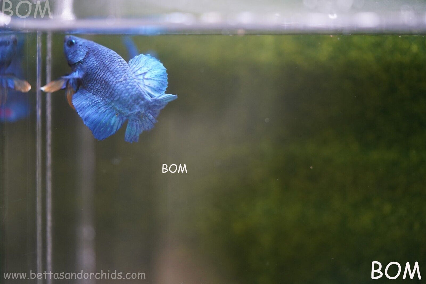 MALE GREEN ARMOUR SERIES Plakat Betta Fish: Live HMPK YELLOW TIE BOM-A65