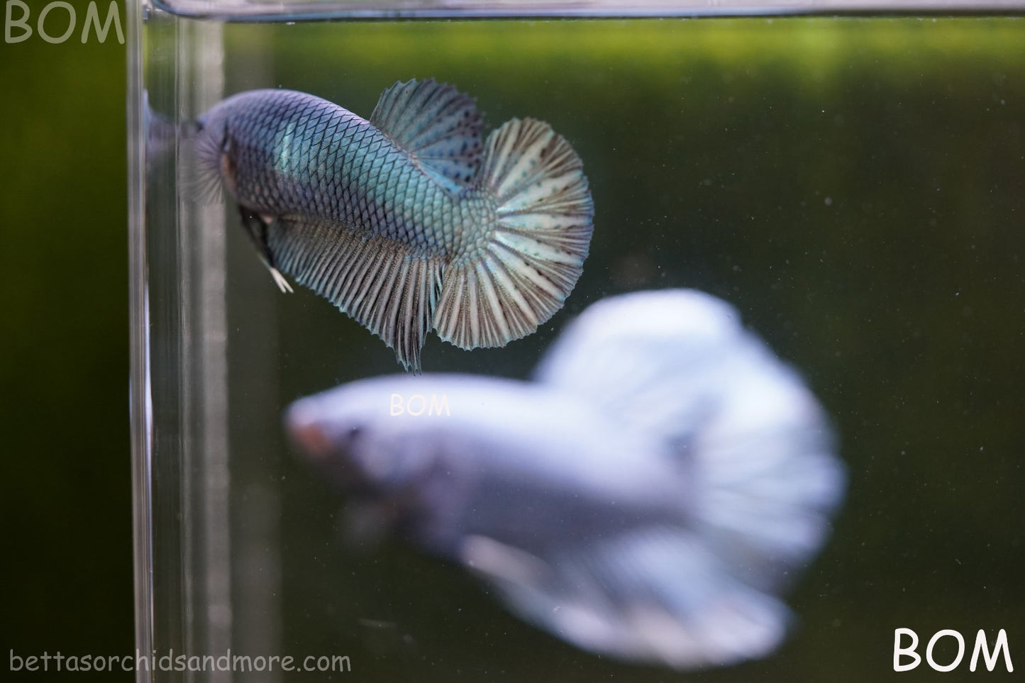 LIVE BETTA GIANT FEMALE BLUE SERIES | BOM-A314