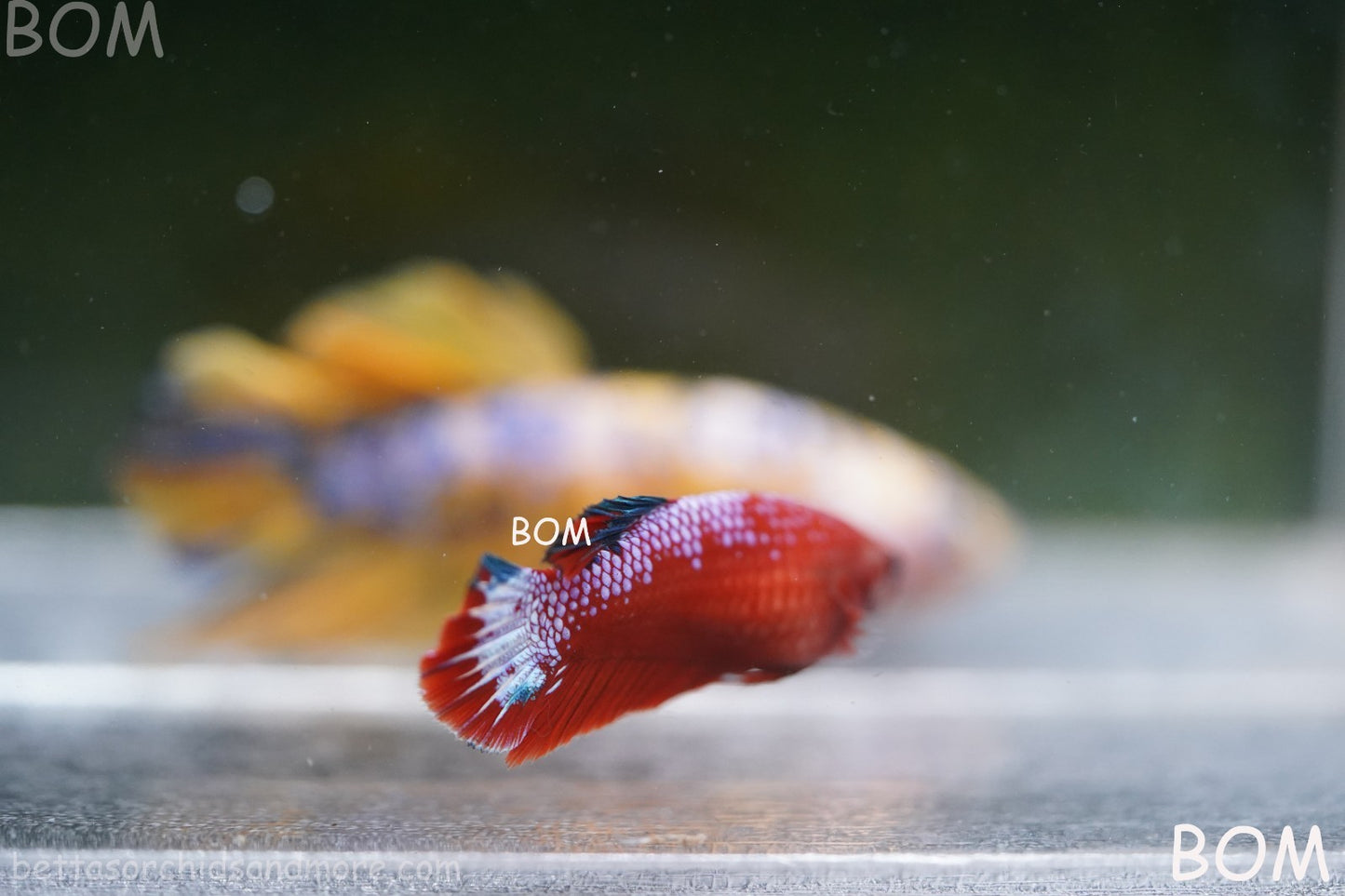 PREMIUM FEMALE HELLBOY HMPK BETTA Fish:Live HMPK | BOM-A275