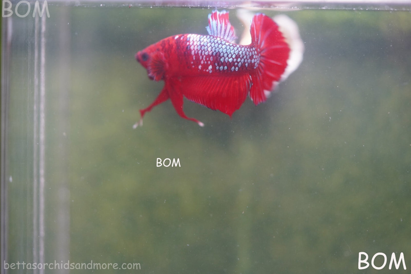 LIVE BETTA HMPK MALE FANCY RED | BOM-A177