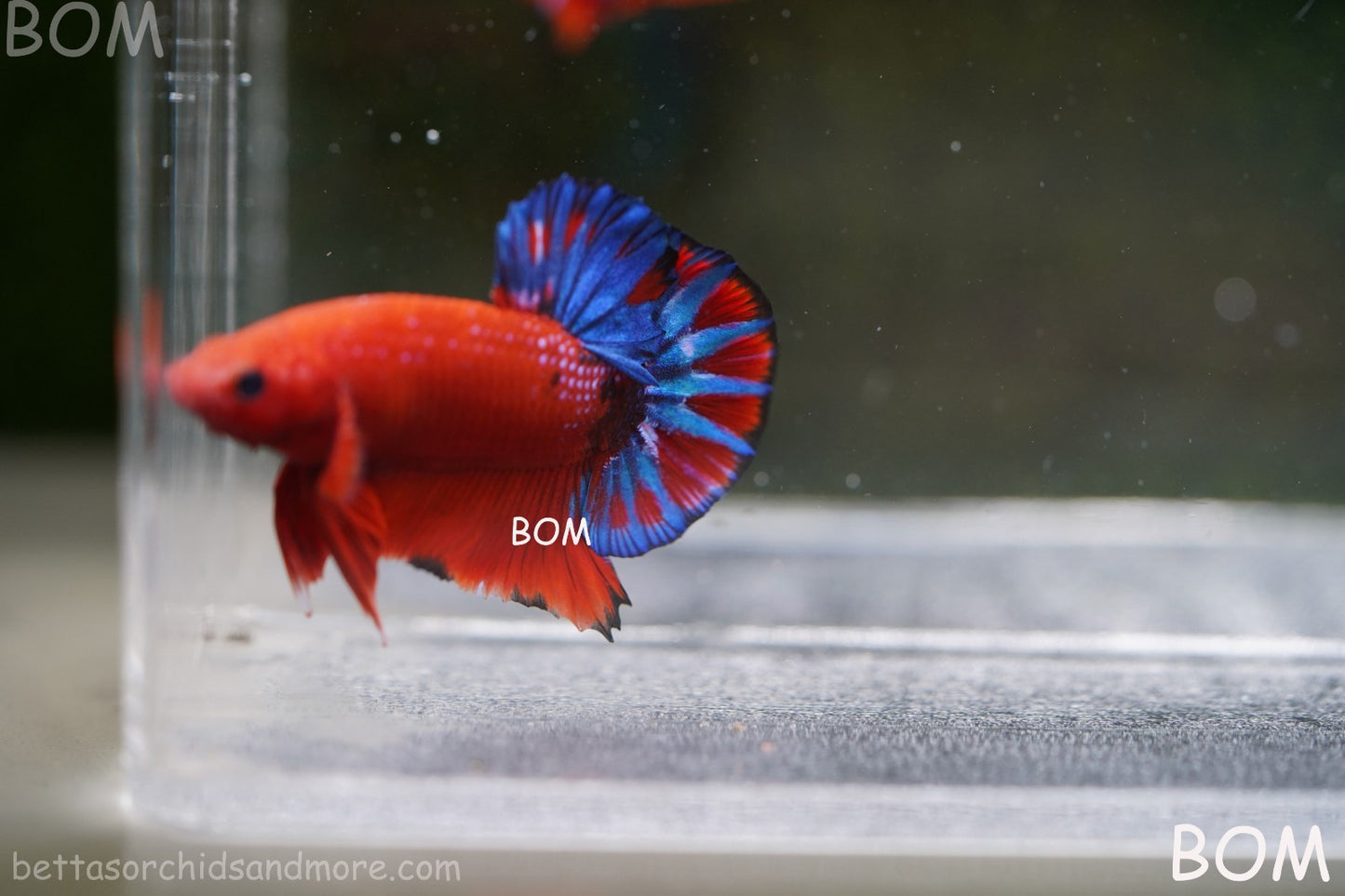PREMIUM MALE HELLBOY HMPK BETTA Fish:Live HMPK | BOM-A271