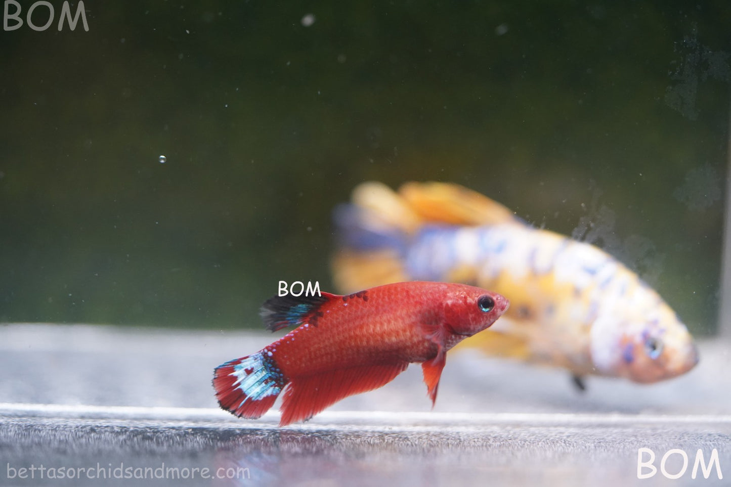 PREMIUM FEMALE HELLBOY HMPK BETTA Fish:Live HMPK | BOM-A277