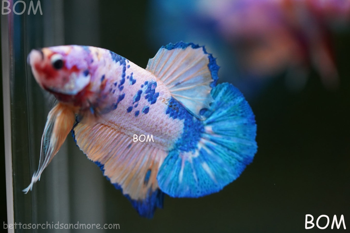 LIVE BETTTA MALE METALLIC MULTICOLOUR HMPK BEAUTIFUL COLOURS | BOM-A281