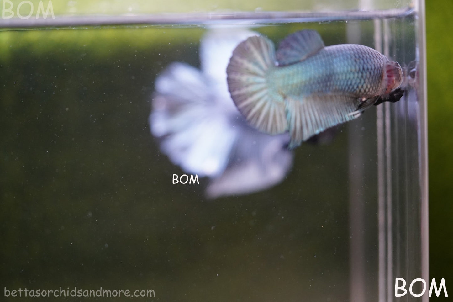 LIVE BETTA GIANT FEMALE BLUE SERIES | BOM-A314