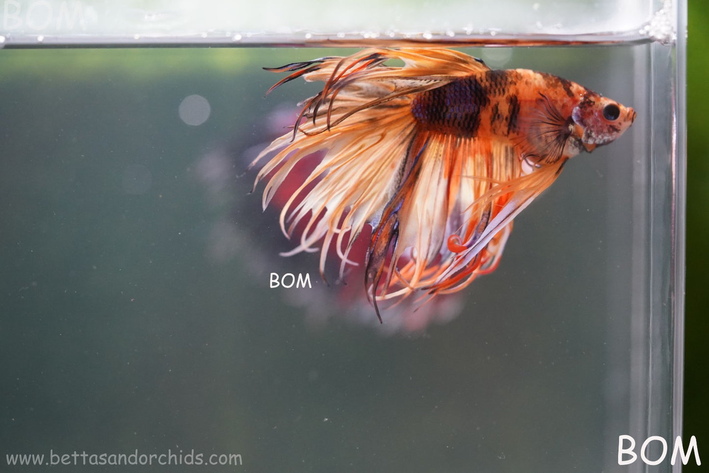 LIVE BETTA MALE CROWN JELLY YELLOW : Unique Fish | BOM-A301