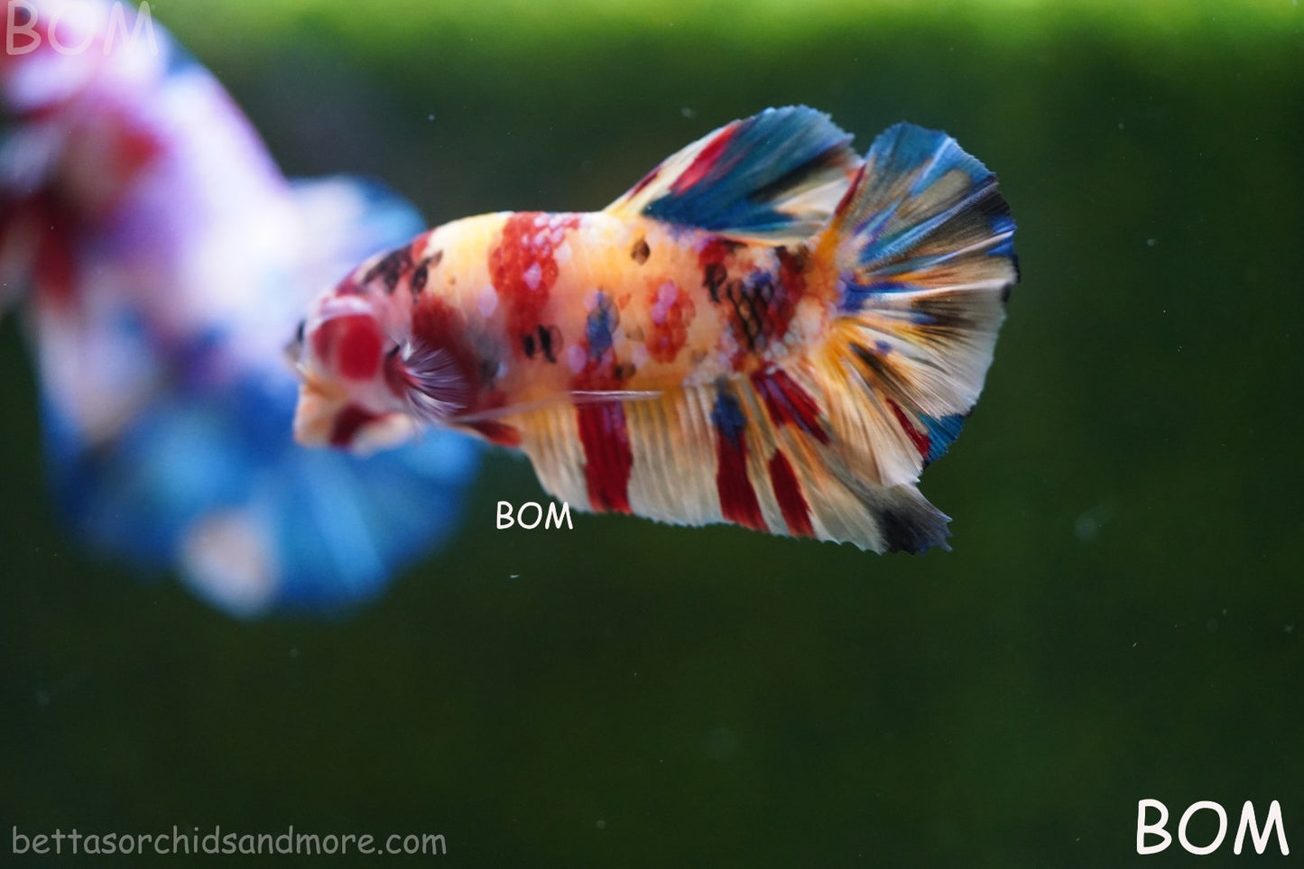 LIVE BETTTA MALE METALLIC MULTICOLOUR HMPK BEAUTIFUL COLOURS | BOM-A283