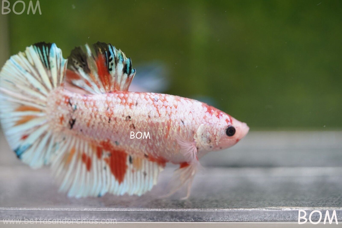 Betta Plakat GIANT MALE MULTICOLOUR | BOM-A99