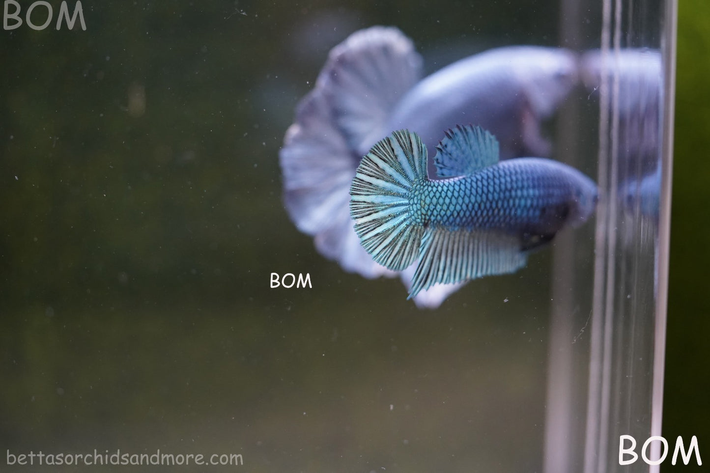 LIVE BETTA GIANT FEMALE BLUE SERIES | BOM-A311