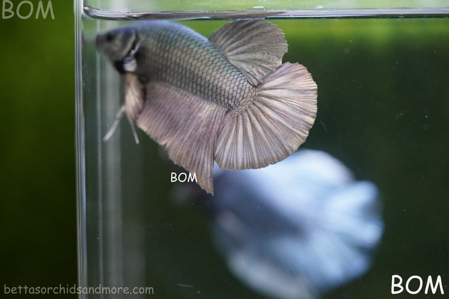 LIVE BETTA GIANT MALE COPPER 5 CM BO | BOM-A315