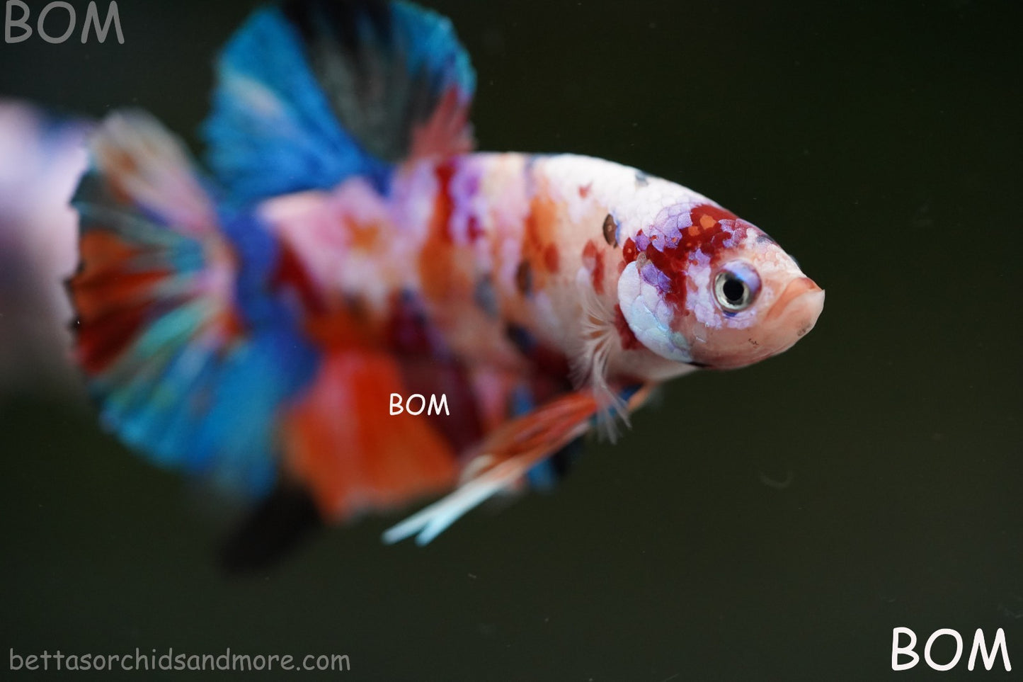 LIVE BETTTA MALE METALLIC MULTICOLOUR HMPK BEAUTIFUL COLOURS | BOM-A282