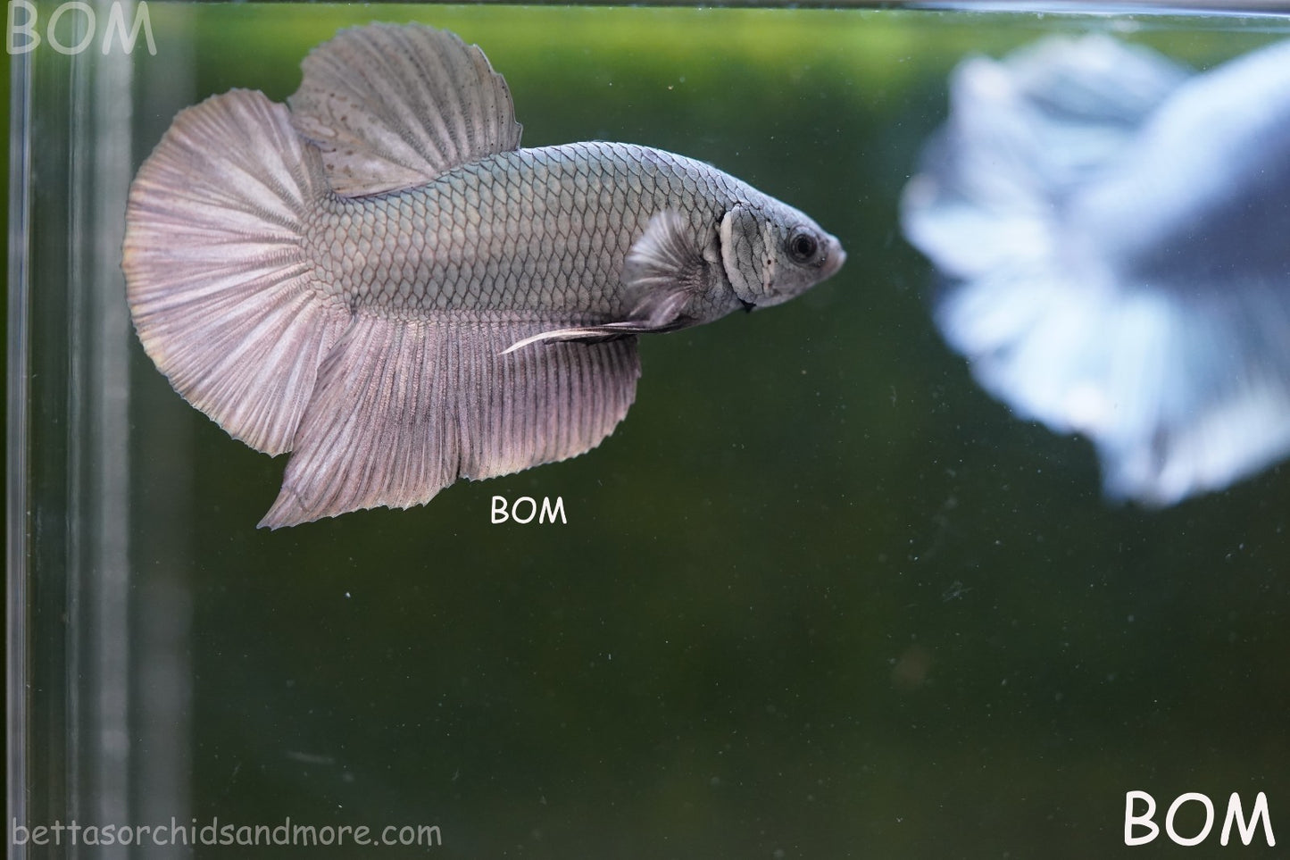 LIVE BETTA GIANT MALE COPPER 5 CM BO | BOM-A315