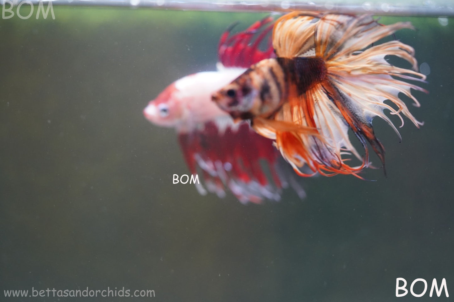 LIVE BETTA MALE CROWN JELLY YELLOW : Unique Fish | BOM-A301
