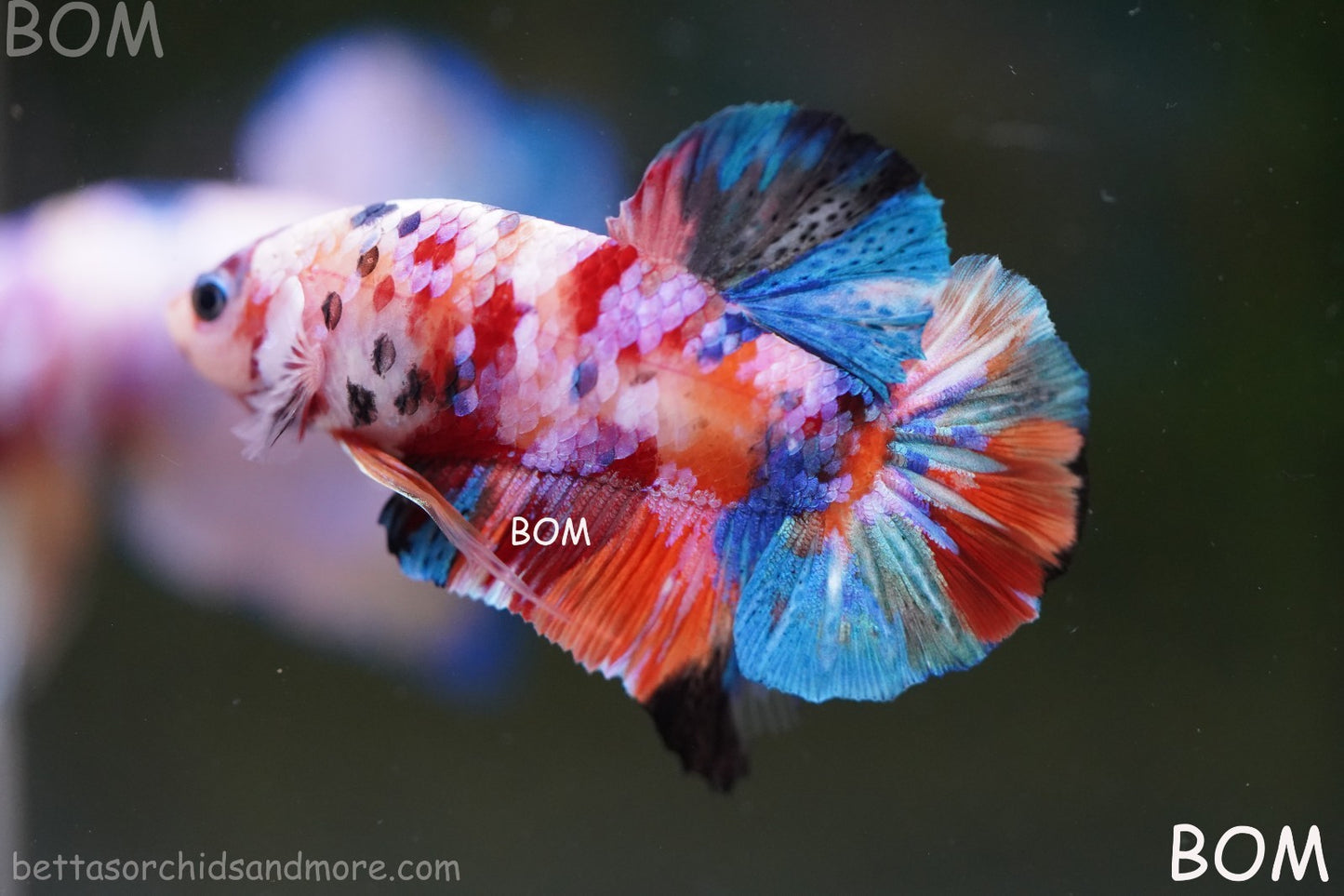 LIVE BETTTA MALE METALLIC MULTICOLOUR HMPK BEAUTIFUL COLOURS | BOM-A282