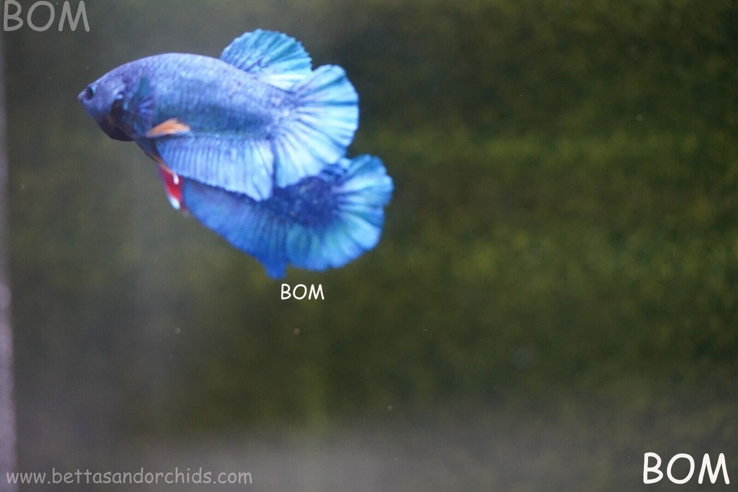 MALE GREEN ARMOUR SERIES Plakat Betta Fish: Live HMPK YELLOW TIE BOM-A65