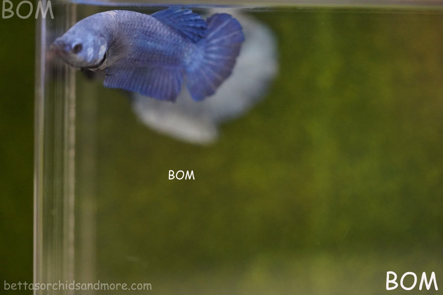 LIVE BETTA GIANT FEMALE BLUE SERIES | BOM-A308