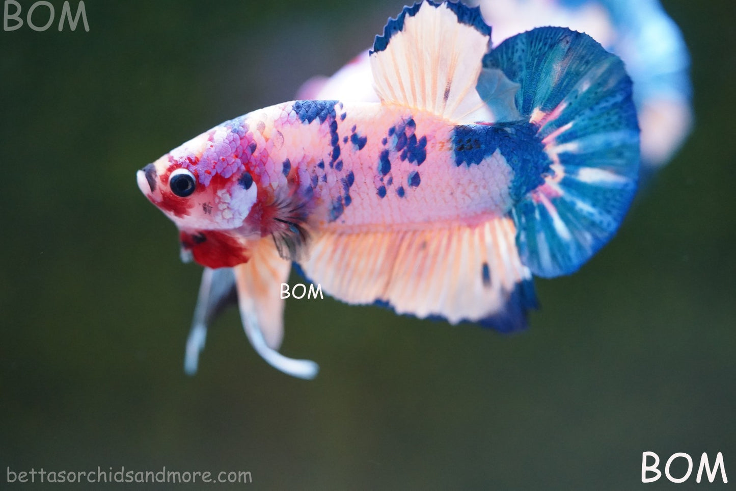 LIVE BETTTA MALE METALLIC MULTICOLOUR HMPK BEAUTIFUL COLOURS | BOM-A281