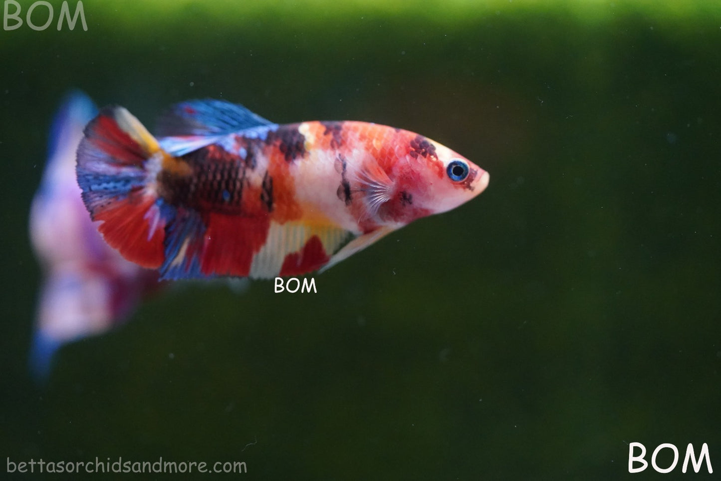 LIVE BETTTA FEMALE METALLIC MULTICOLOUR HMPK BEAUTIFUL COLOURS | BOM-A286