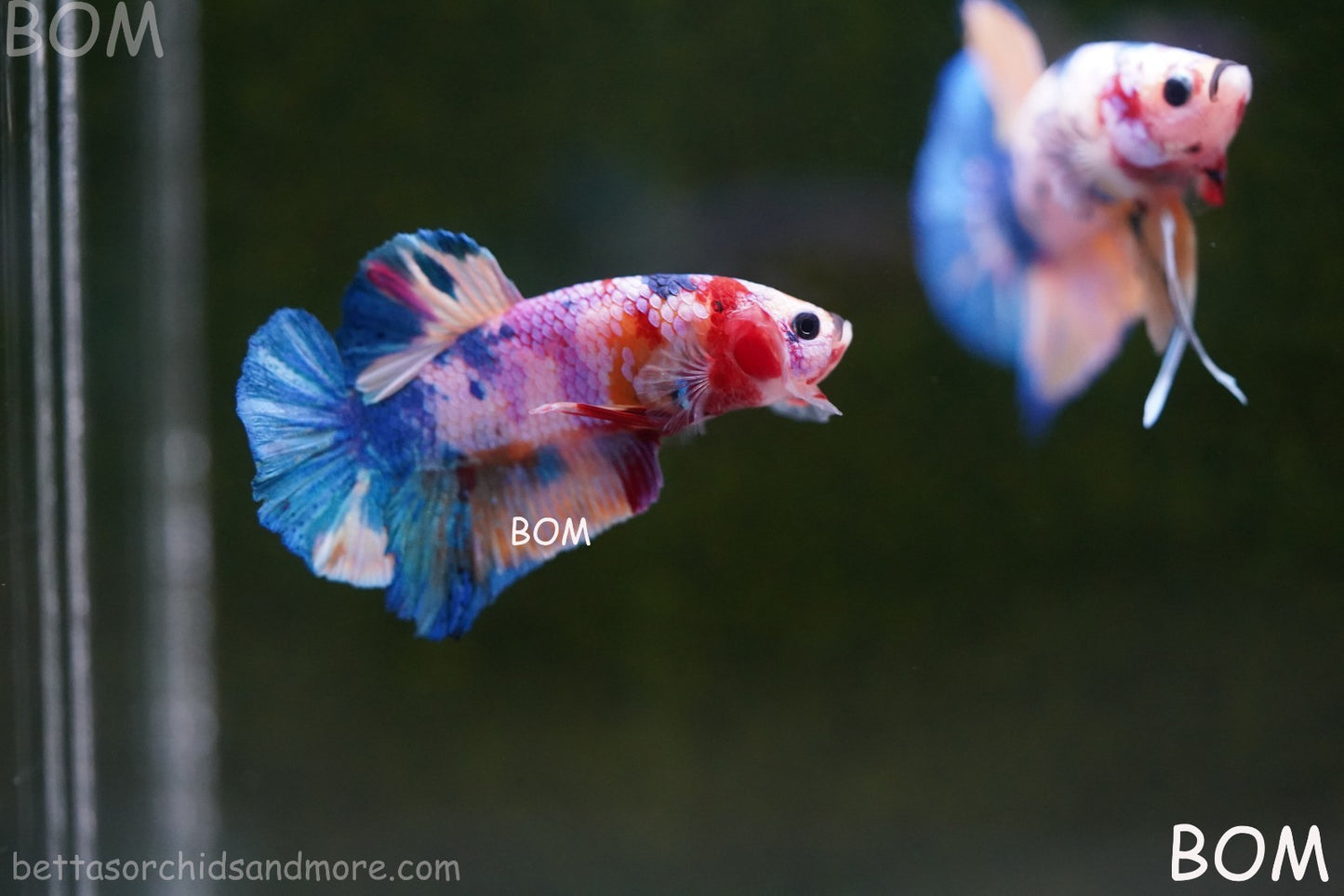LIVE BETTTA MALE METALLIC MULTICOLOUR HMPK BEAUTIFUL COLOURS | BOM-A280