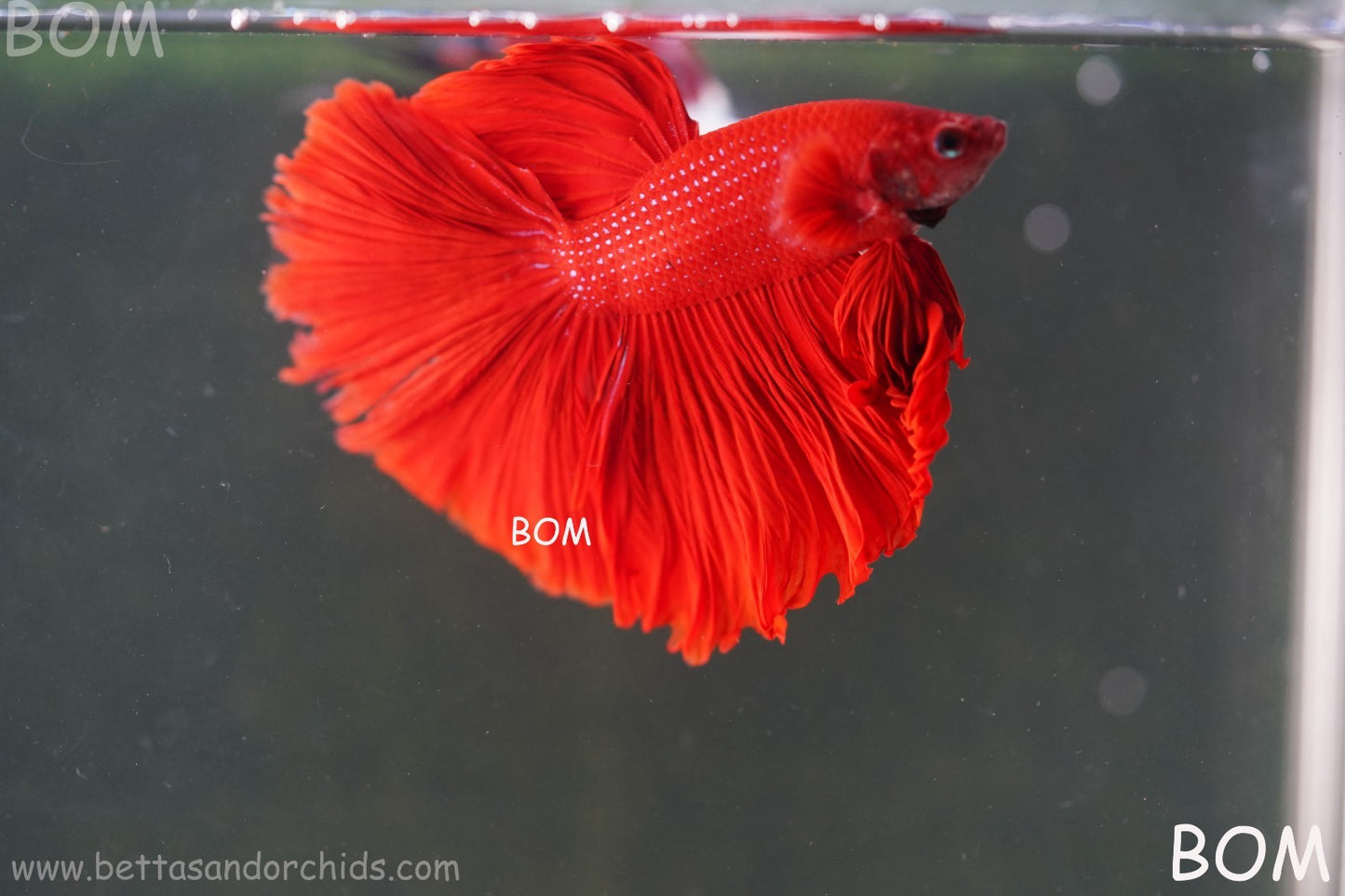 LIVE BETTA MALE KING RED ROSE TAIL : Unique Fish | BOM-A294