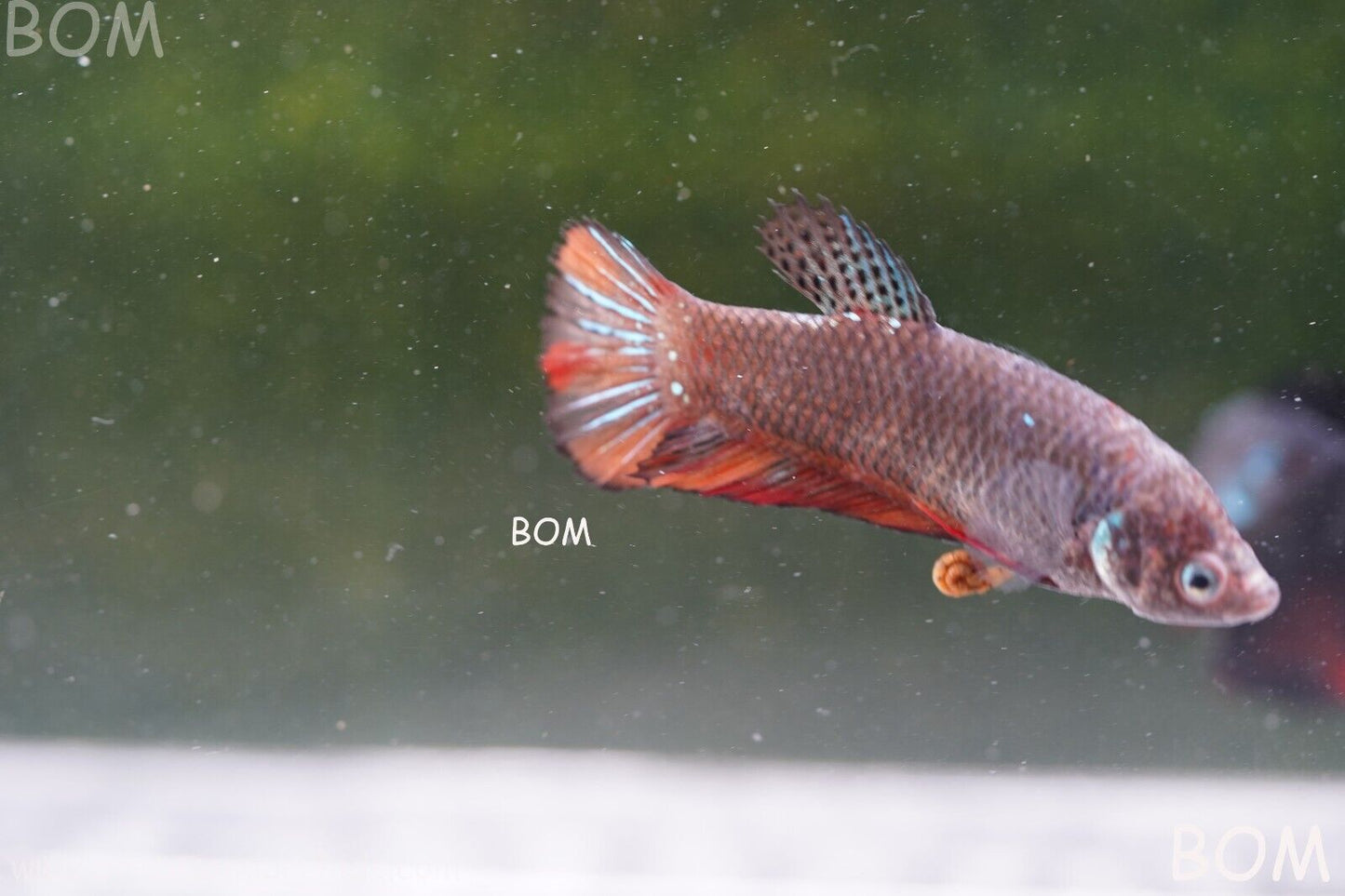 LIVE BETTA HMPK BIG FEMALE BLACK VARIANT | BOM-A50