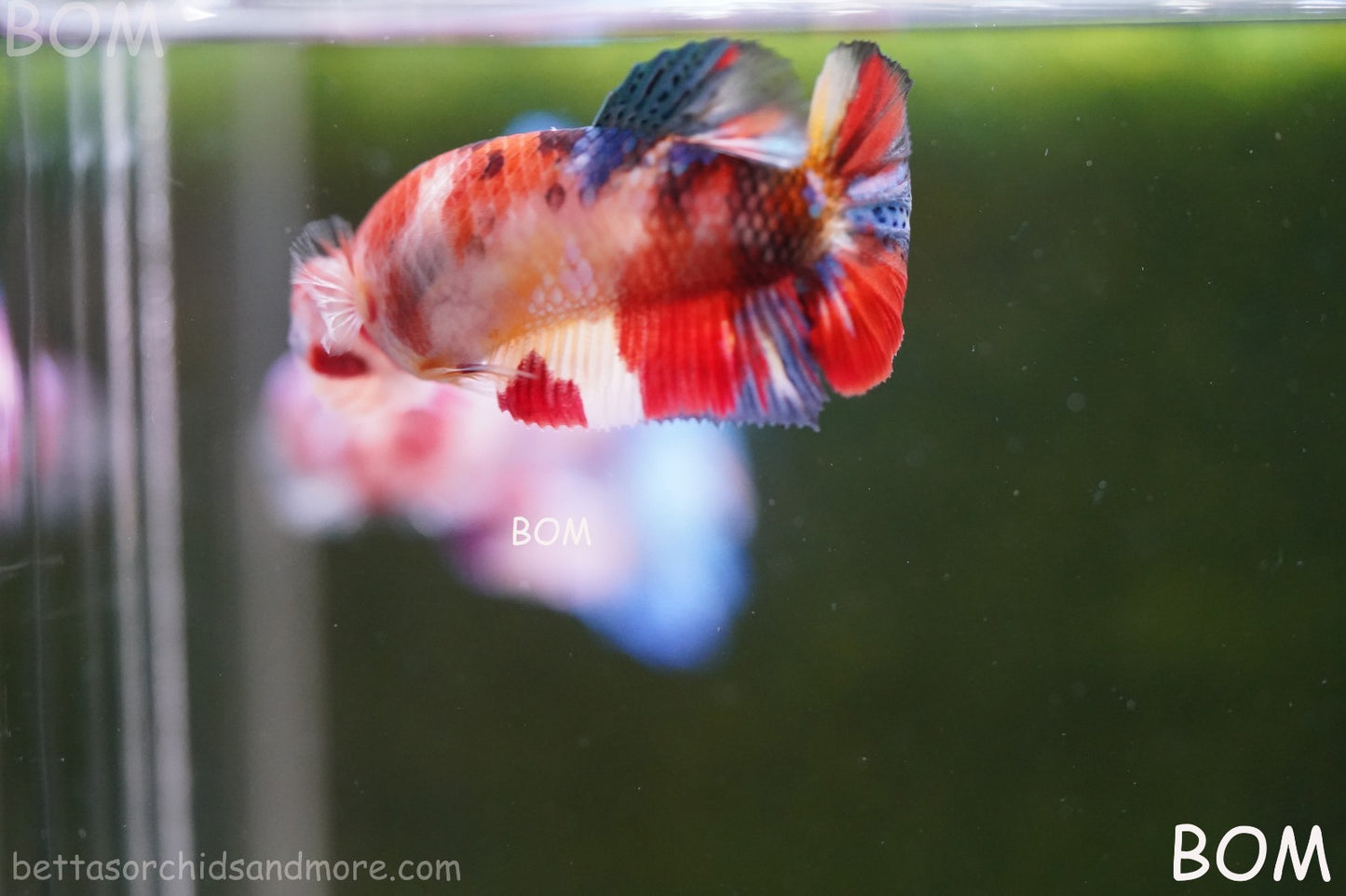 LIVE BETTTA FEMALE METALLIC MULTICOLOUR HMPK BEAUTIFUL COLOURS | BOM-A286