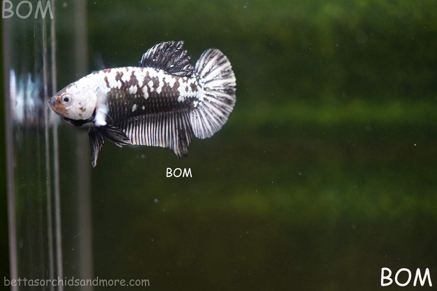 LIVE BETTA HMPK FEMALE BLACK MAMBA | BOM-A249