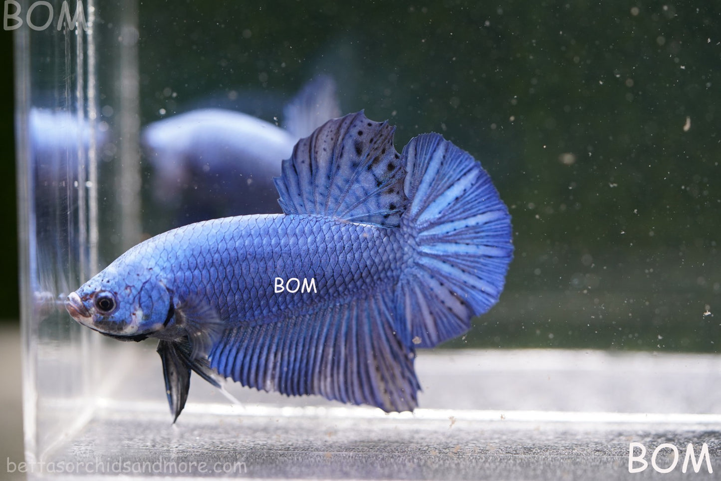 Betta Plakat GIANT MALE BLUE SERIES 5 CM BO | BOM-A305