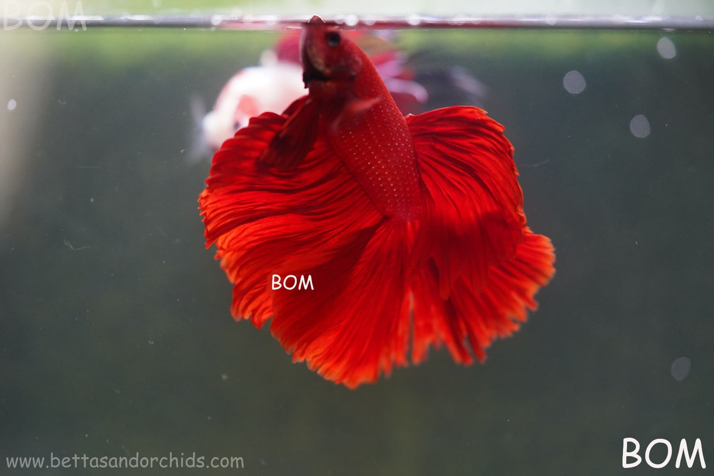 LIVE BETTA MALE KING RED ROSE TAIL : Unique Fish | BOM-A294