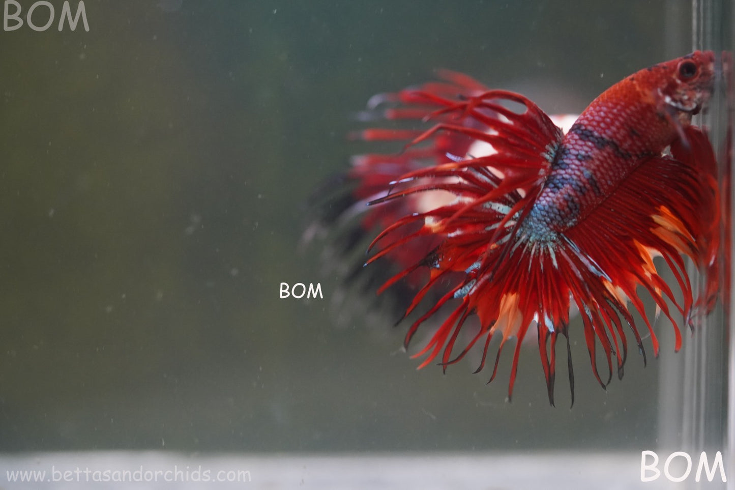 LIVE BETTA MALE CROWN NEMO REDS : Unique Fish | BOM-A302