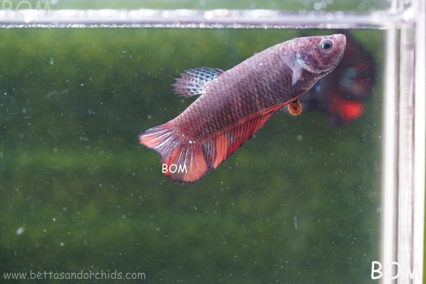 LIVE BETTA HMPK BIG FEMALE BLACK VARIANT | BOM-A50