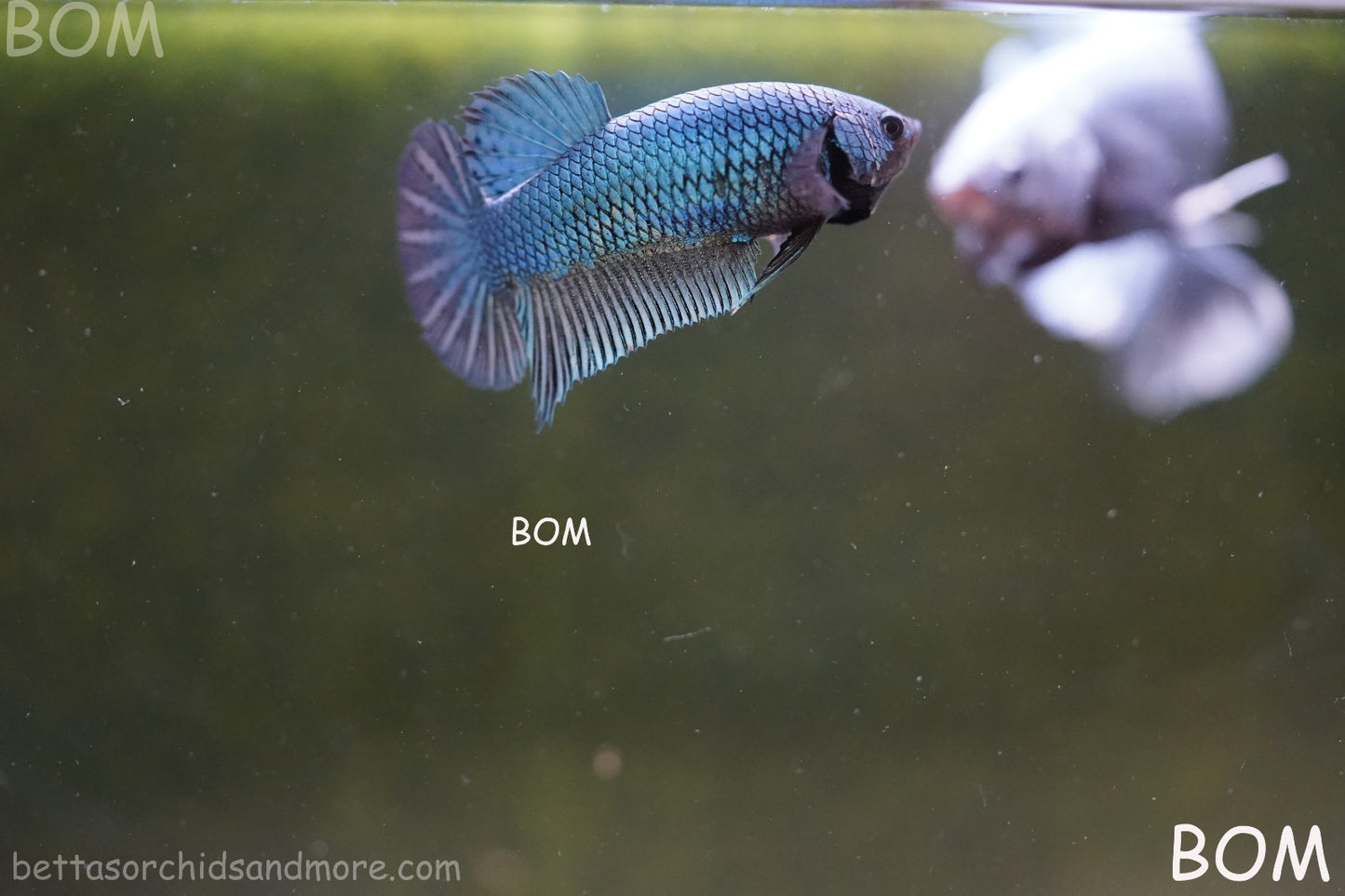 LIVE BETTA GIANT FEMALE BLUE SERIES | BOM-A311