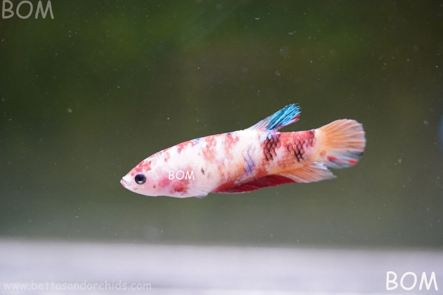 LIVE BETTTA BIG FEMALE MULTICOLOUR HMPK | BOM-A118