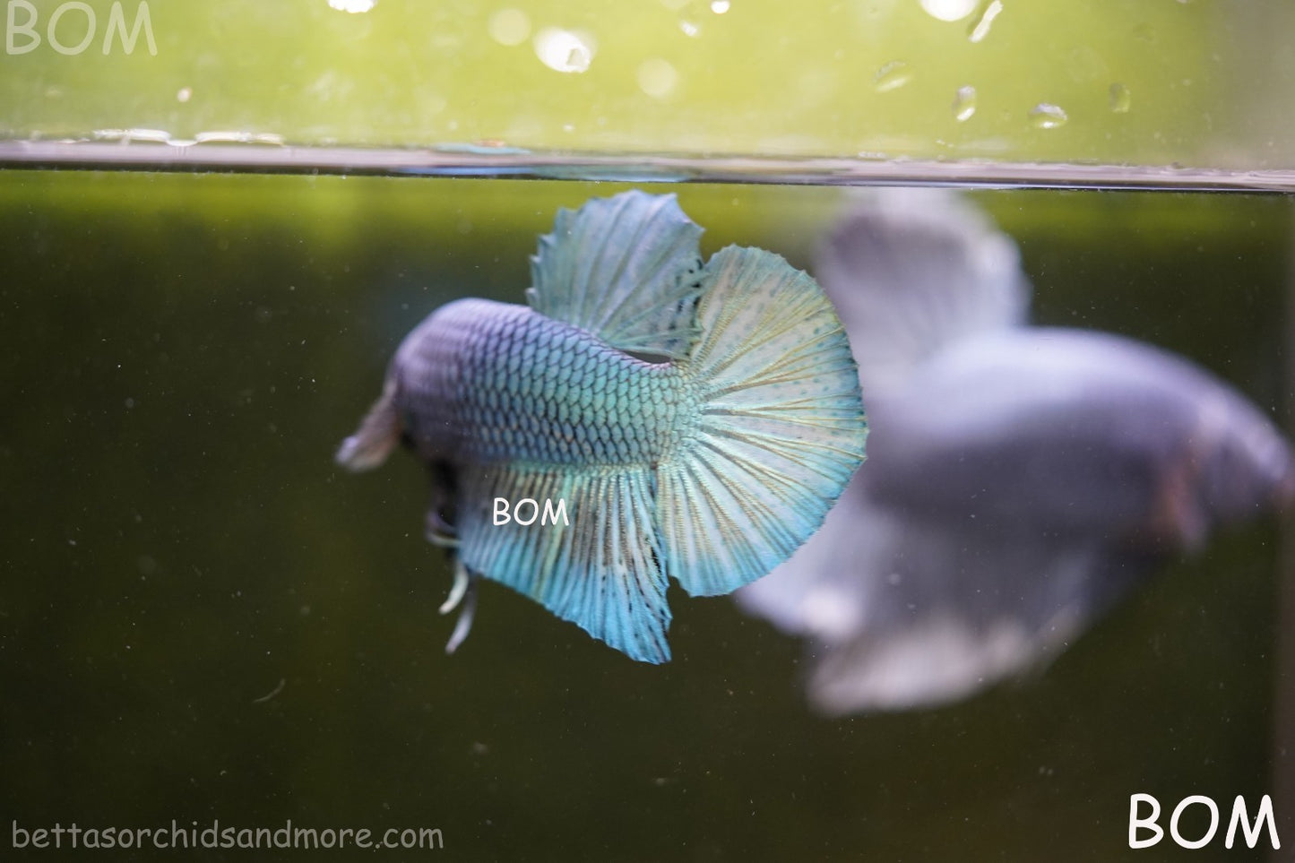 LIVE BETTA GIANT MALE BLUE SERIES 5 CM BO | BOM-A312