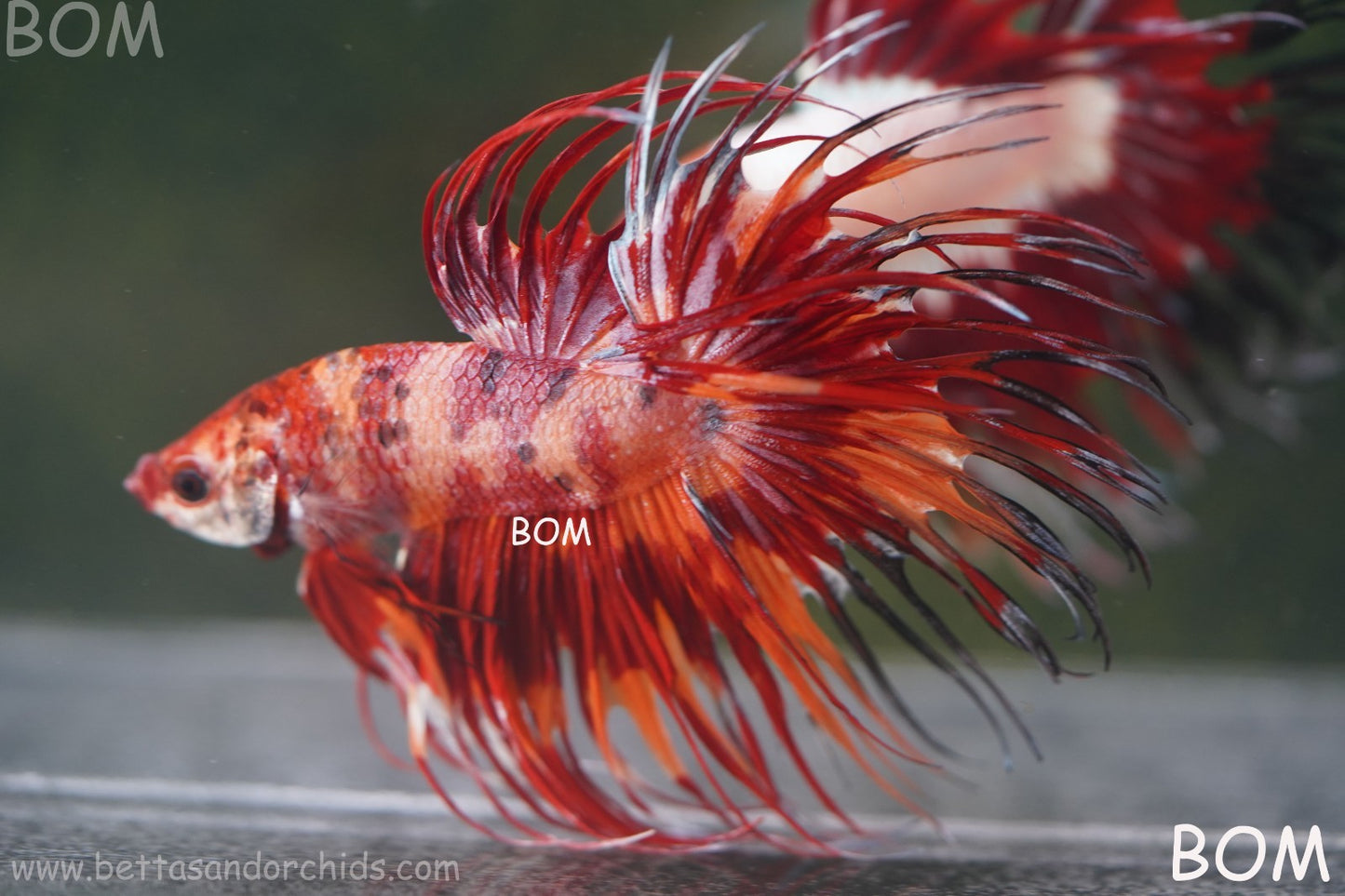 LIVE BETTA MALE CROWN FIREWORKS RED : Unique Fish | BOM-A292
