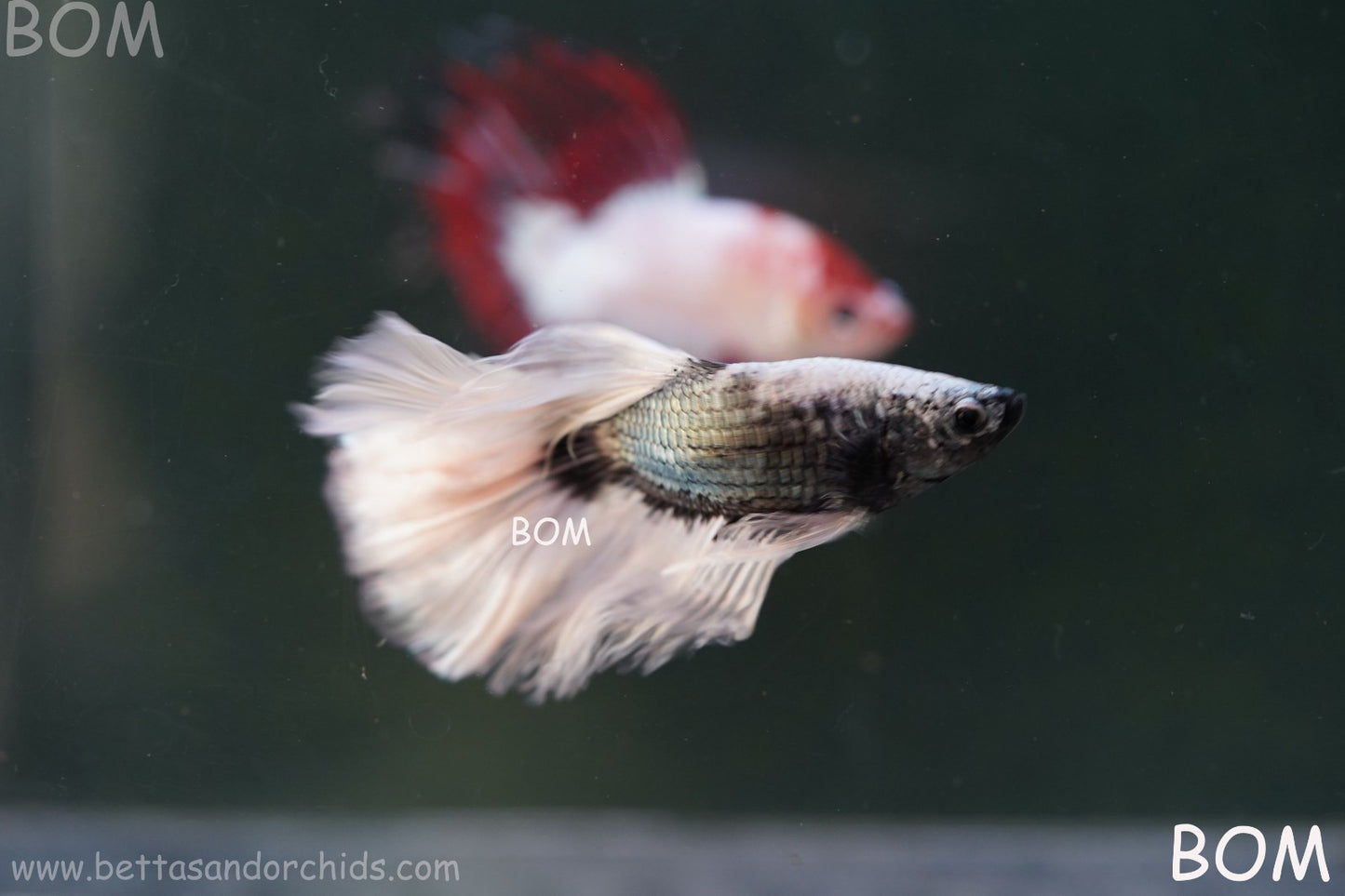 LIVE BETTA MALE DRAGONS SILVER BUTTERFLY : Unique Fish | BOM-A293
