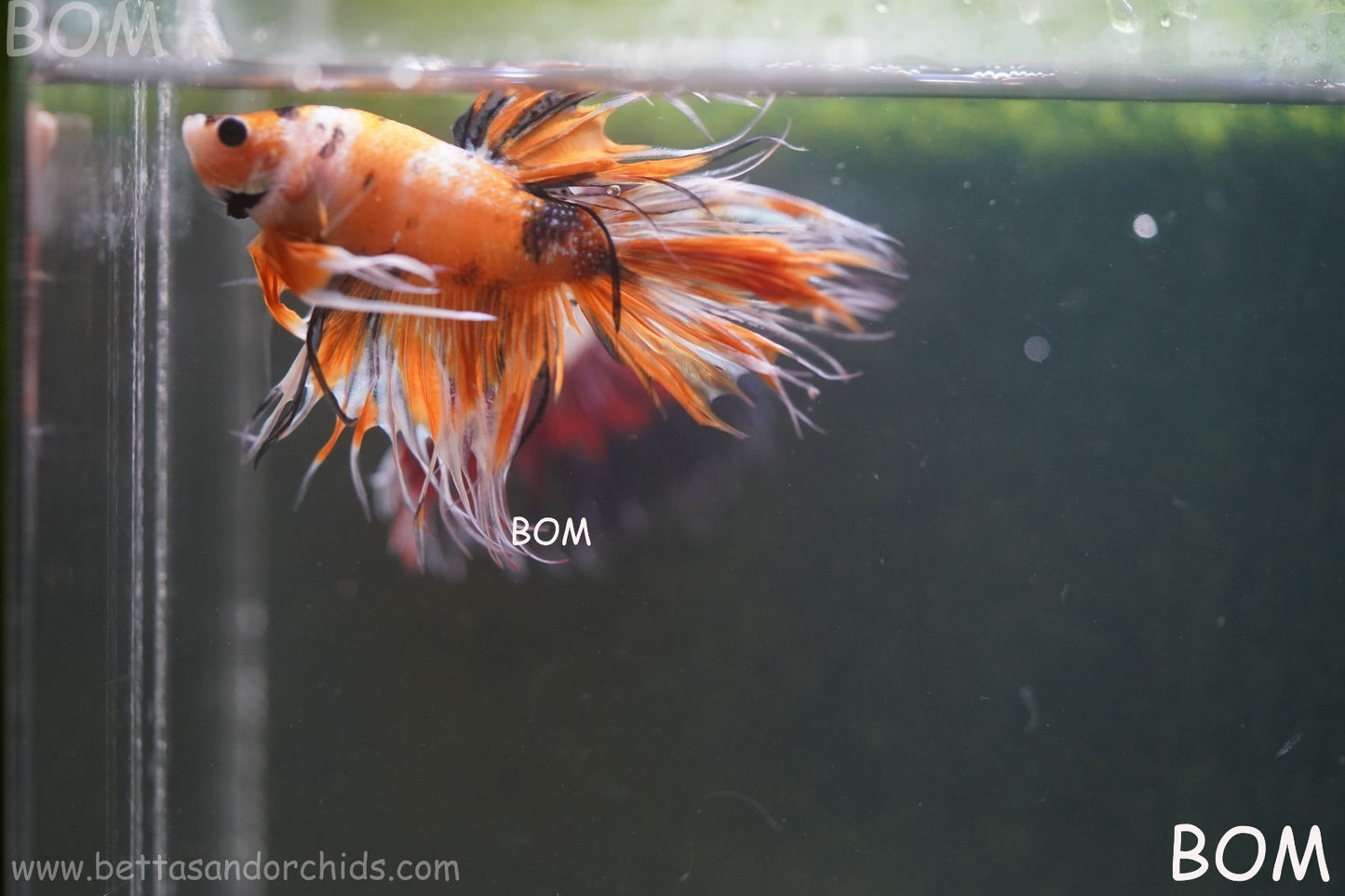 LIVE BETTA MALE CROWN LEOPARDS : Unique Fish | BOM-A296