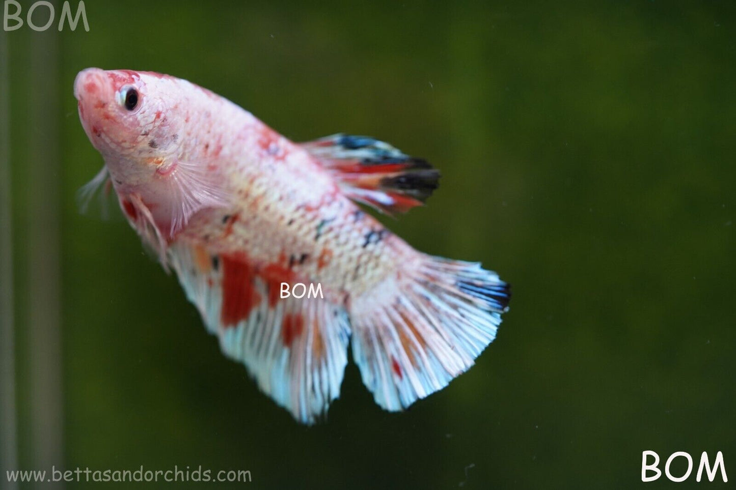 Betta Plakat GIANT MALE MULTICOLOUR | BOM-A99