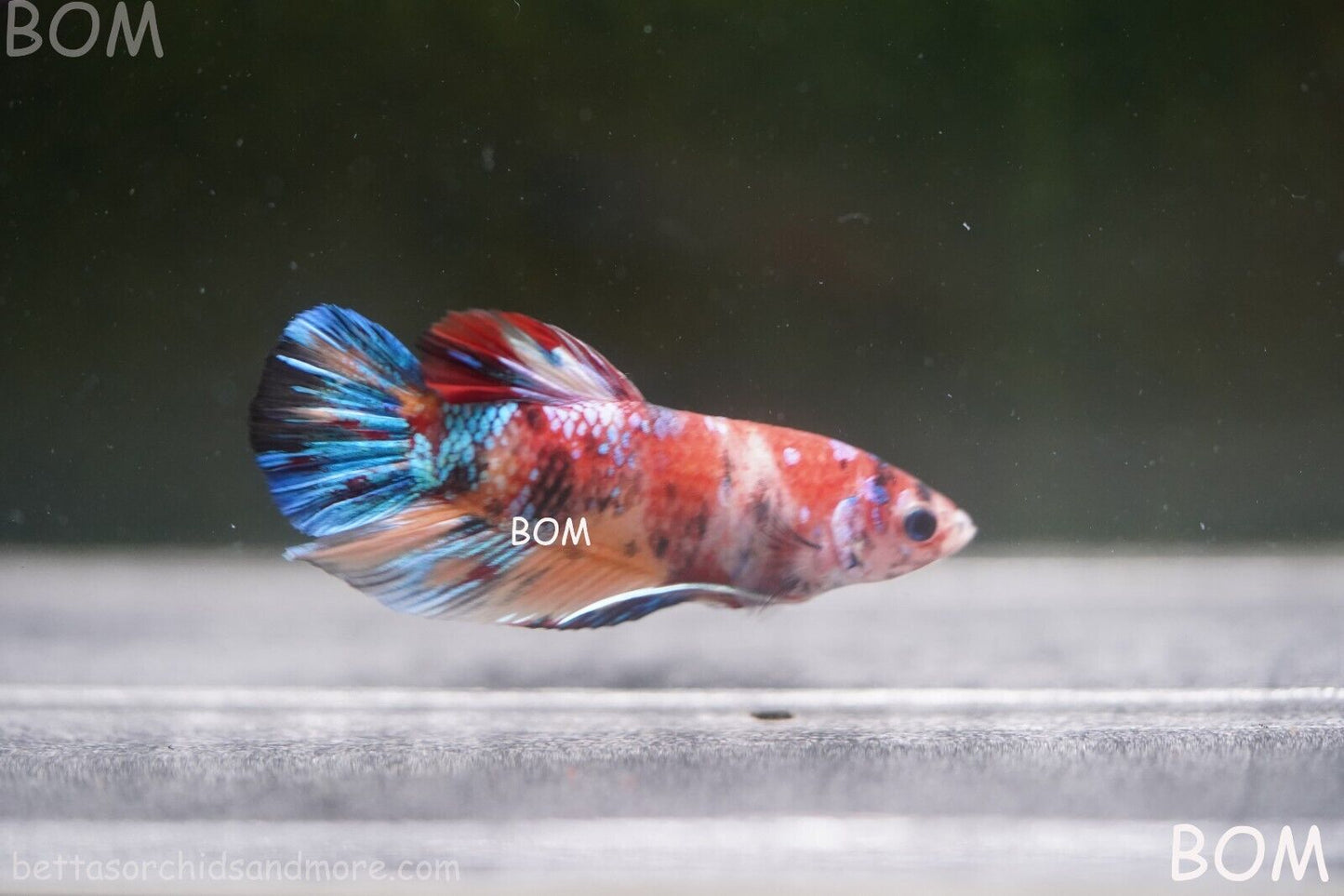 LIVE BETTTA BIG MALE MULTICOLOUR HMPK | BOM-A144