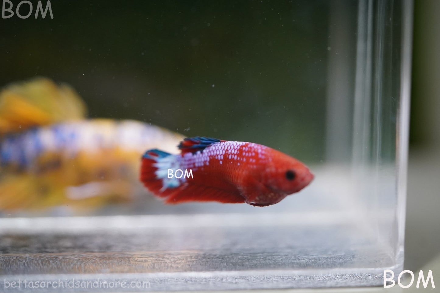 PREMIUM FEMALE HELLBOY HMPK BETTA Fish:Live HMPK | BOM-A275