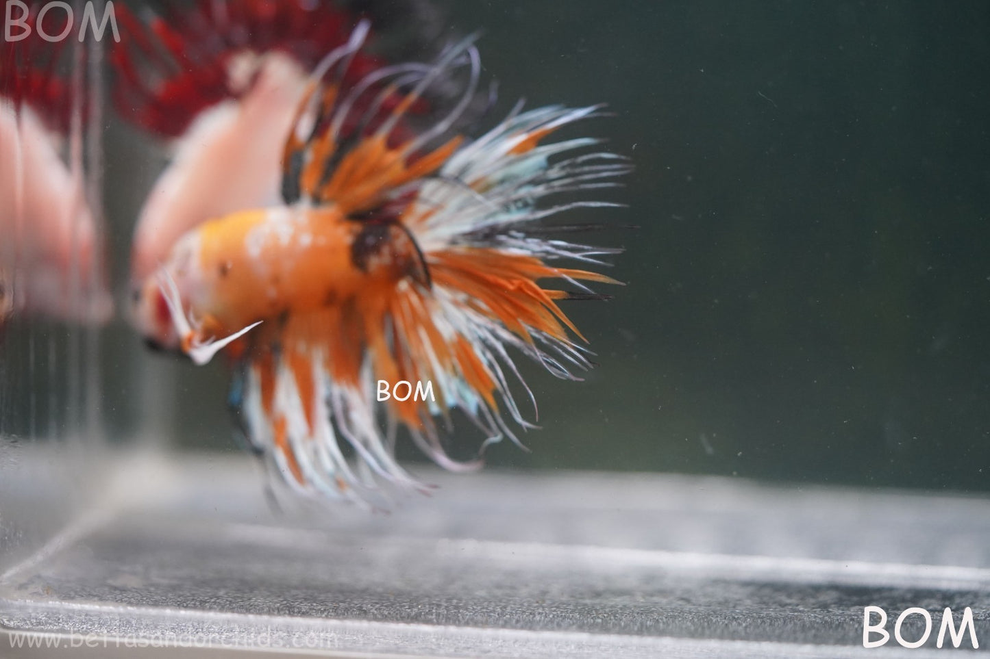 LIVE BETTA MALE CROWN LEOPARDS : Unique Fish | BOM-A296