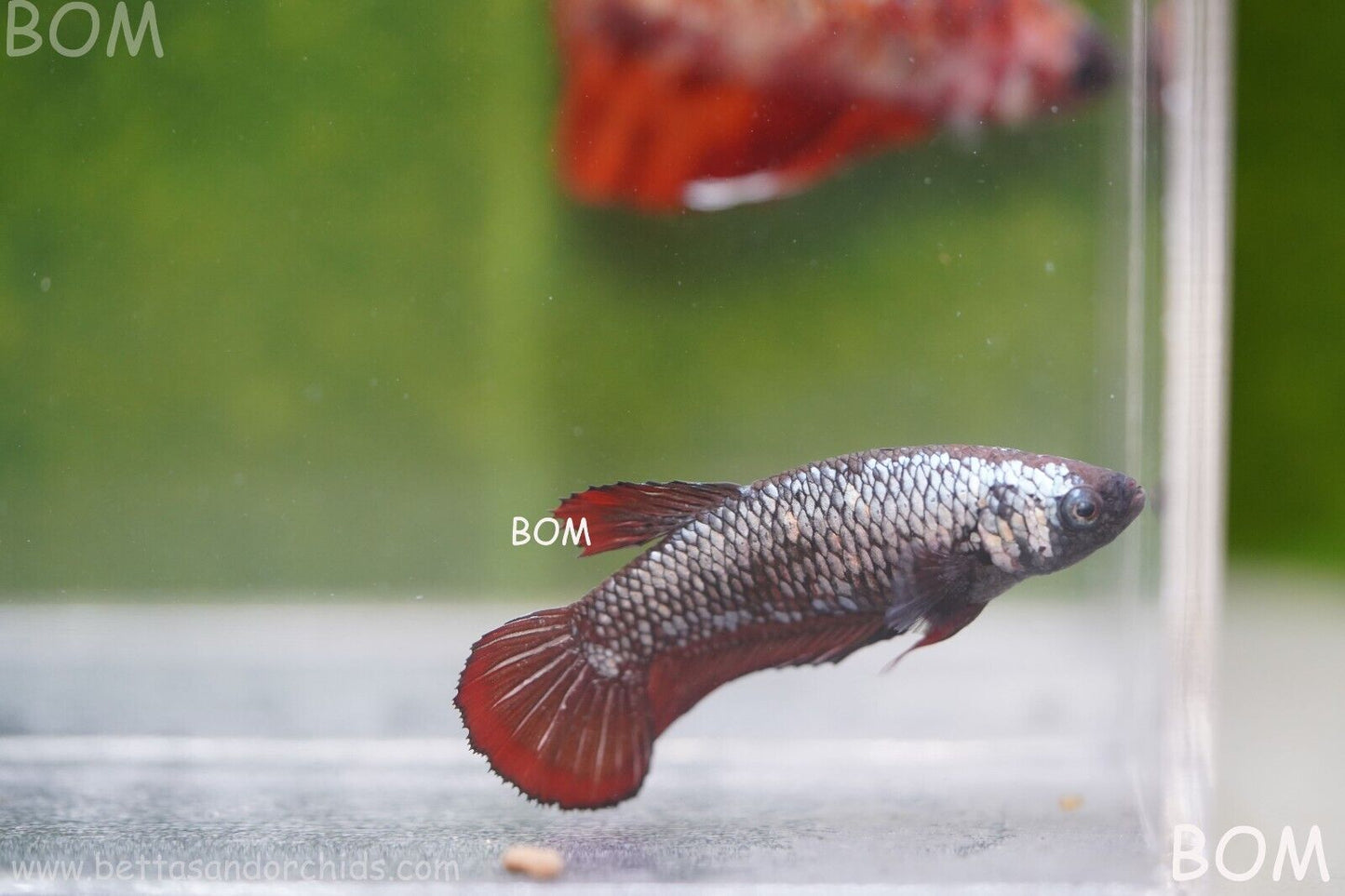 FEMALE RED SAMURAI HMPK Betta Fish - SORORITY : BOM997