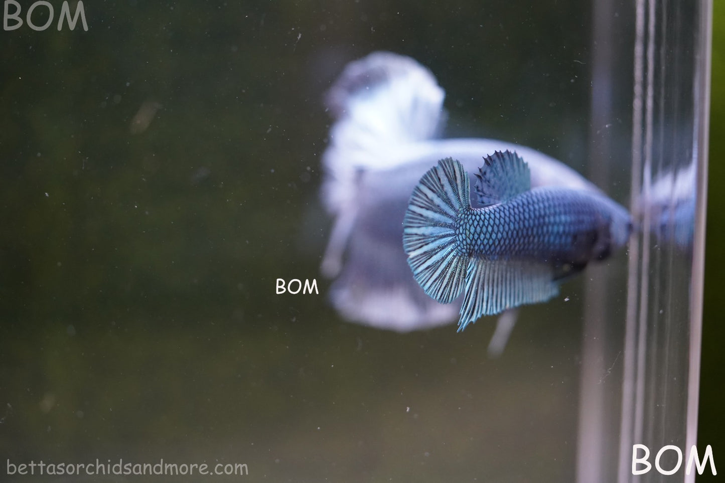 LIVE BETTA GIANT FEMALE BLUE SERIES | BOM-A311