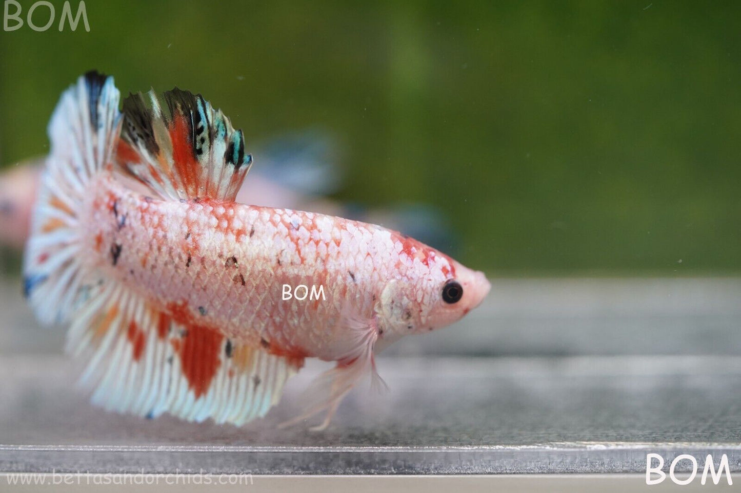Betta Plakat GIANT MALE MULTICOLOUR | BOM-A99