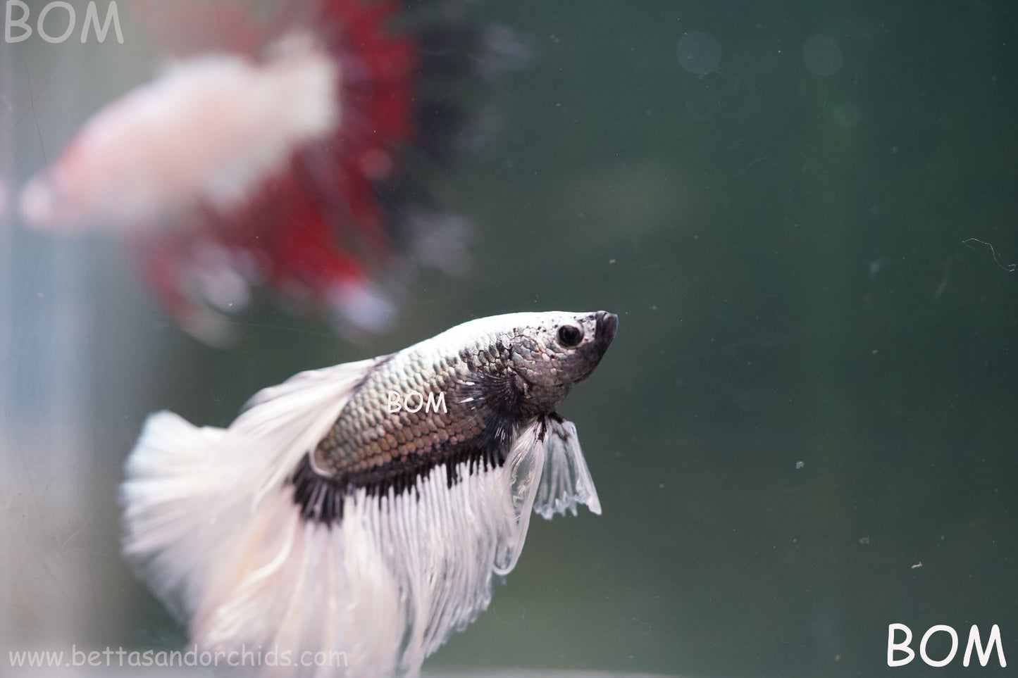 LIVE BETTA MALE DRAGONS SILVER BUTTERFLY : Unique Fish | BOM-A293