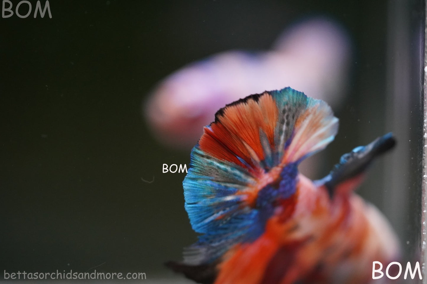 LIVE BETTTA MALE METALLIC MULTICOLOUR HMPK BEAUTIFUL COLOURS | BOM-A282